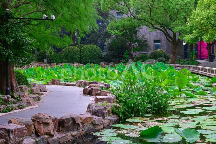 上海・人民広場（人民公園）の蓮池 蓮,蓮池,花の写真素材