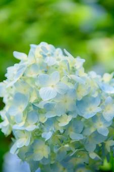 紫陽花 梅雨の季節 紫陽花 梅雨の季節の写真