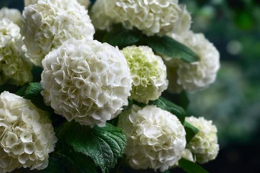 白い紫陽花 白い紫陽花の写真