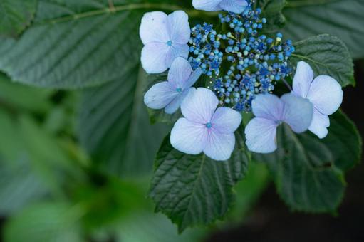 青いガクアジサイ 花,植物,葉の写真素材