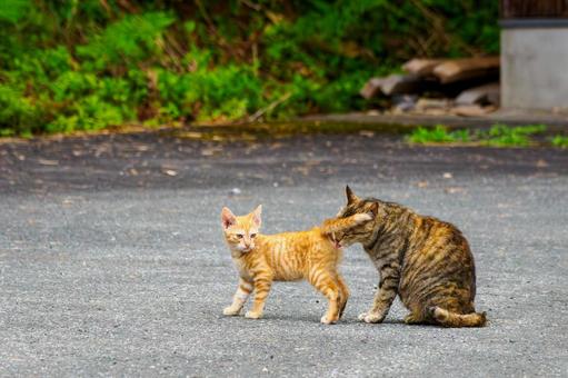 猫(153) 猫(153)の写真