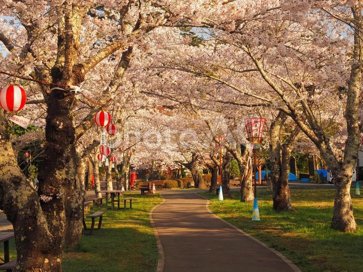 城山公園　桜祭り 城,天守閣,城郭の写真素材