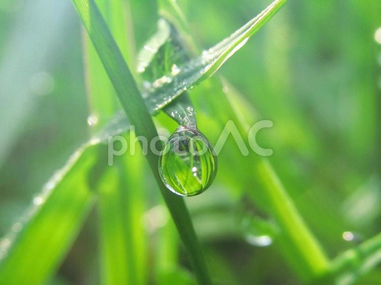 水滴と緑の葉と朝の光 水滴,すいてき,waterの写真素材