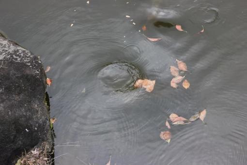 水に浮く葉 水に浮く葉の写真