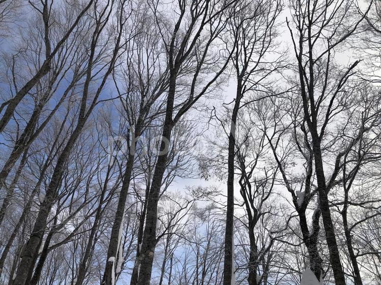 ゲレンデ風景　白馬岩岳スキー場　白馬村 ゲレンデ,白馬村,長野県の写真素材