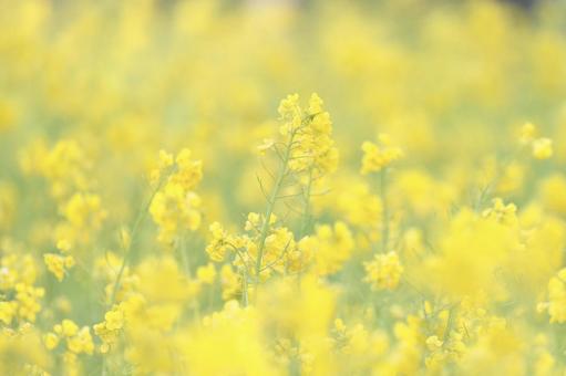 菜の花 菜の花の写真