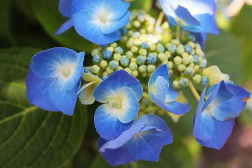 紫陽花 その5 紫陽花 その5の写真