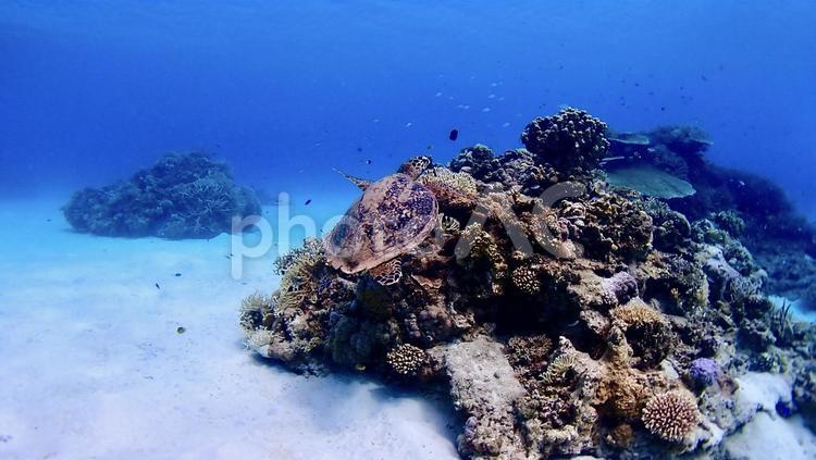 渡嘉敷島の渡嘉志久ビーチを泳ぐタイマイ タイマイ,亀,海亀の写真素材