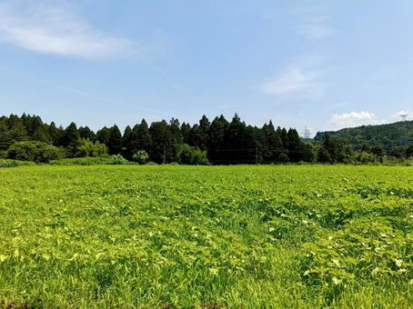 花咲く前のひまわり畑 花咲く前のひまわり畑 ひまわり,向日葵,ヒマワリの写真素材