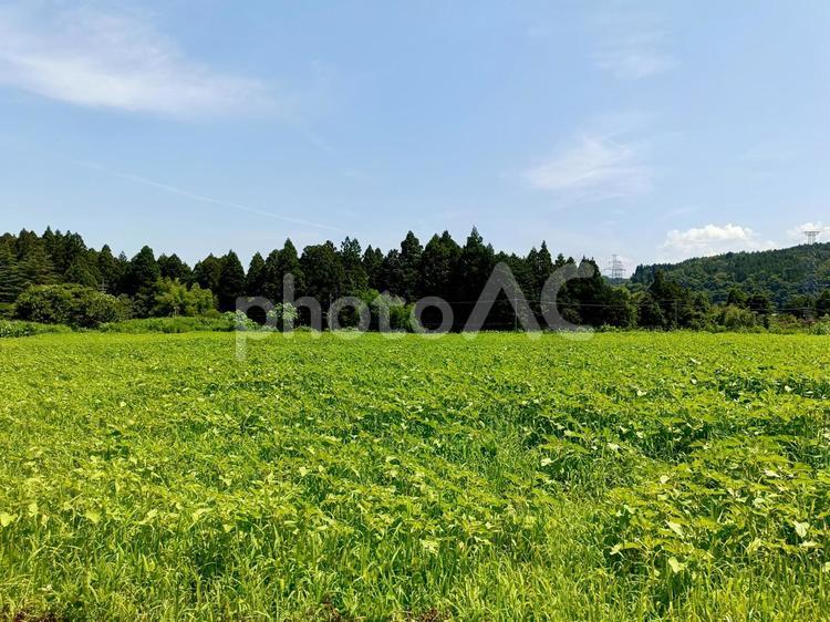 花咲く前のひまわり畑 ひまわり,向日葵,ヒマワリの写真素材