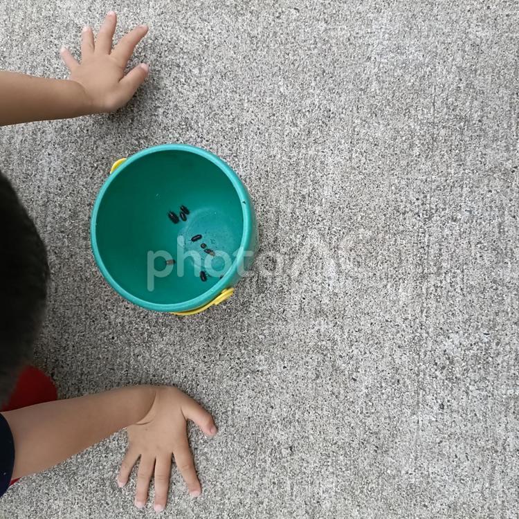 ダンゴムシを見る子供 ダンゴムシ,昆虫,子供の写真素材