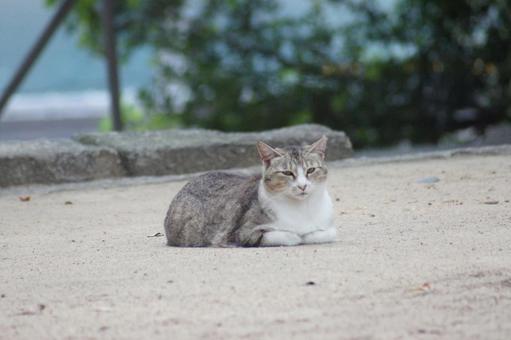 ねこ ねこ のらねこ,にゃんこ,可愛いの写真素材