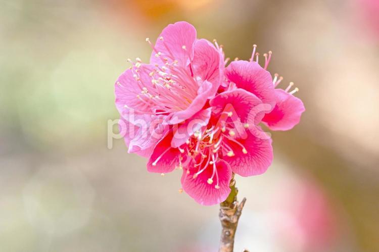 梅林公園　梅の花　 梅,花,梅林の写真素材