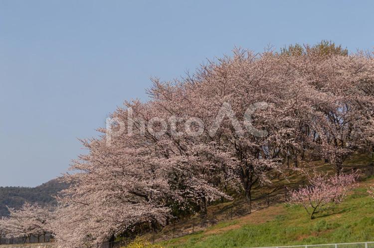 桜の花５８ 桜,桜の花,綺麗の写真素材