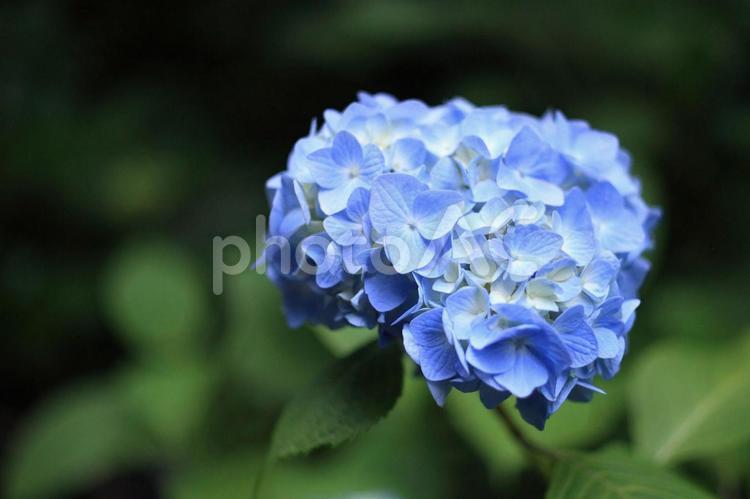 あじさい（英名　hydrangea） hydrangea,あじさい,紫陽花の写真素材