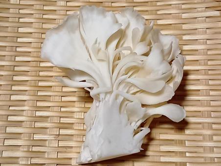 白マイタケ 白マイタケ,白舞茸,食材の写真素材