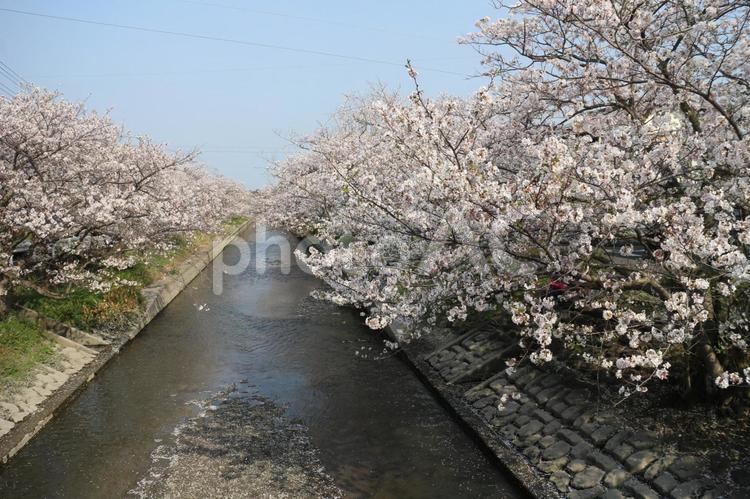 桜並木 桜並木,サクラ,川の写真素材
