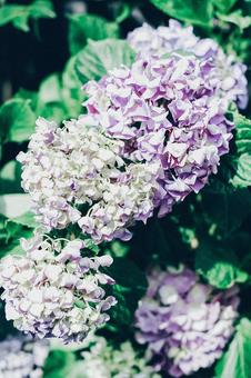 白と紫の紫陽花の写真