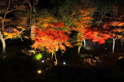 尾関山公園の紅葉ライトアップ 紅葉,もみじ,桜の写真素材