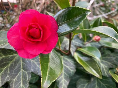 赤いツバキ一輪 ツバキ,花,一輪の写真素材