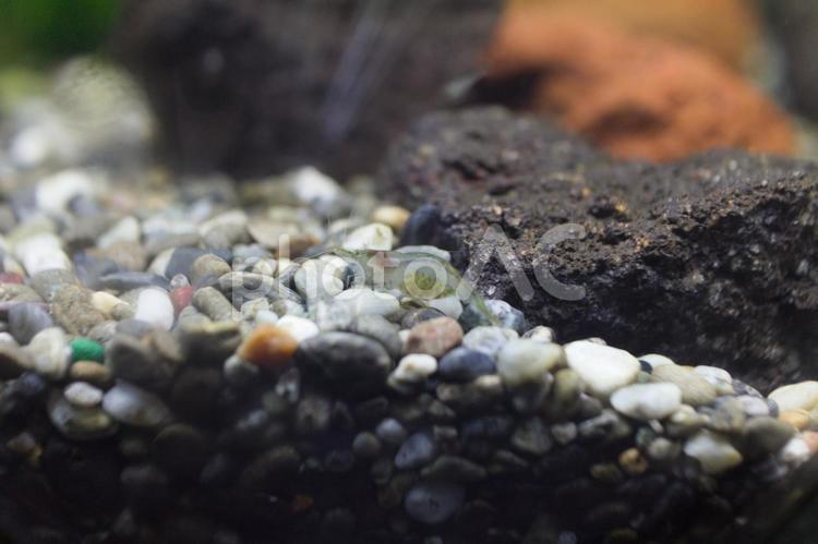 抱卵中のミナミヌマエビ 水,水槽,アクアリウムの写真素材