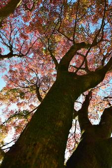 <秋のイメージ>紅葉 <秋のイメージ>紅葉の写真