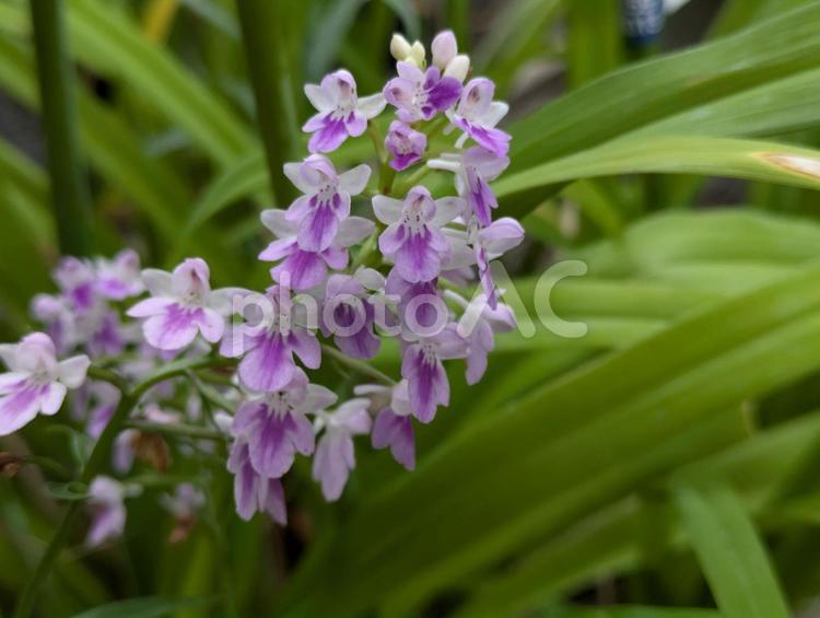 多分ウチョウラン ウチョウラン,花,flowerの写真素材