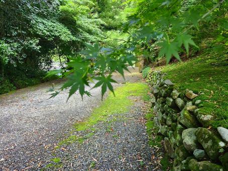 青紅葉 河川 小道 青紅葉 河川 小道 自然,景色,樹木の写真素材