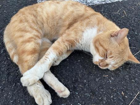 道で寝ている野良猫 道で寝ている野良猫 cat,野良猫,猫の写真素材