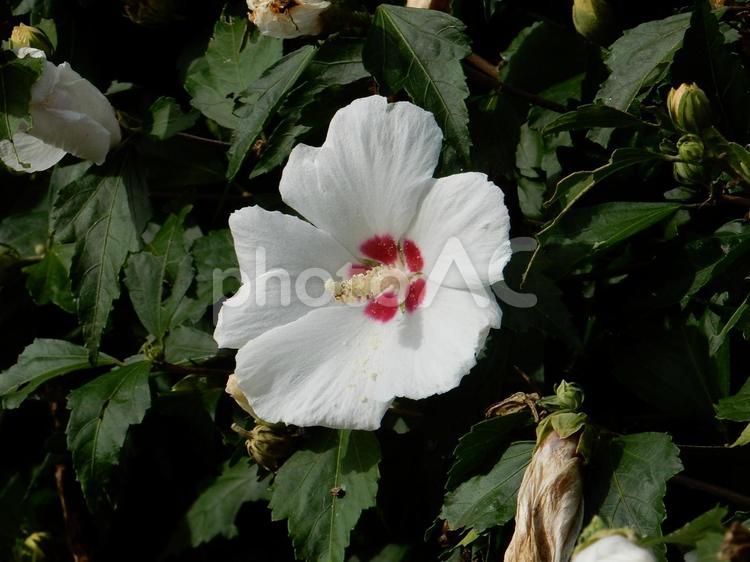 【花の写真】白いムクゲの花 ムクゲ,木槿,植物の写真素材