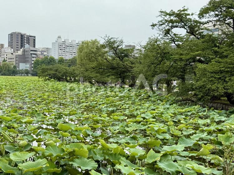 6月上旬の不忍池蓮池 びっしり,不忍池,上野の写真素材