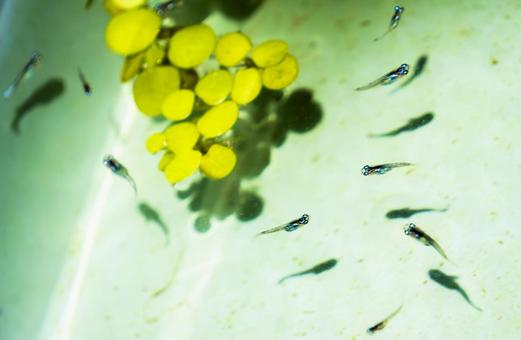 浮き草が浮かぶ昼下がりのメダカ飼育容器の写真