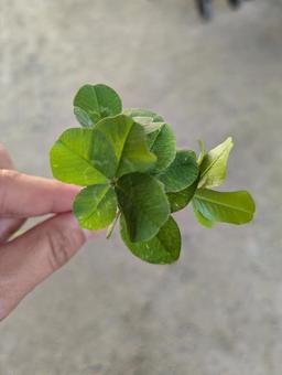 四つ葉のクローバーの写真