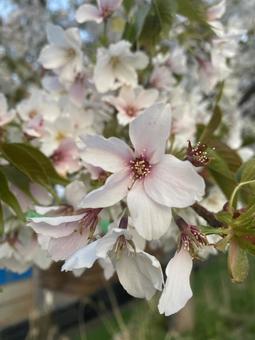 桜の花 桜の花の写真