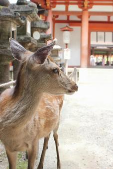 奈良公園シカ 奈良公園シカの写真