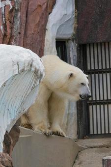 ホッキョクグマ ホッキョクグマ ホッキョクグマ,ポーラーベア,上野動物園の写真素材