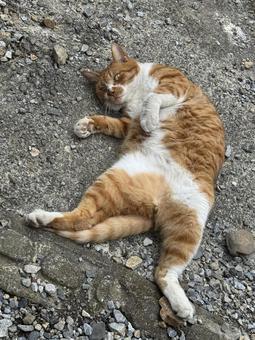 ゴロゴロする猫 ゴロゴロする猫の写真