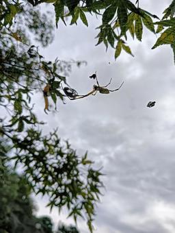 蜘蛛 蜘蛛 蜘蛛,クモ,虫の写真素材