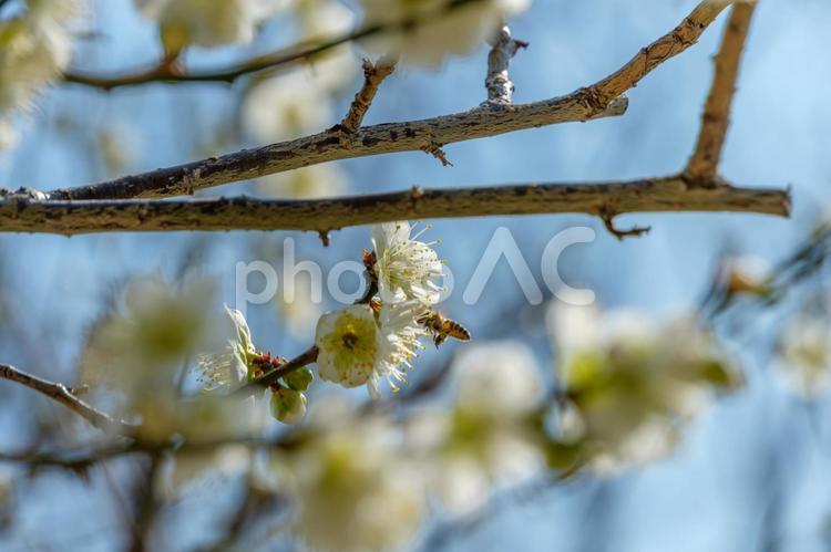 梅の花とミツバチの訪問 梅,花,蜜の写真素材