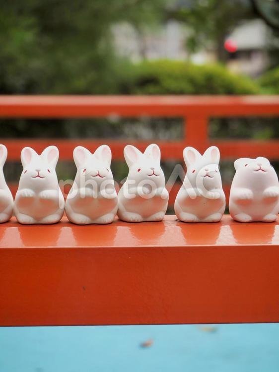 岡崎神社のミニウサギ うさぎ,ウサギ,兎の写真素材
