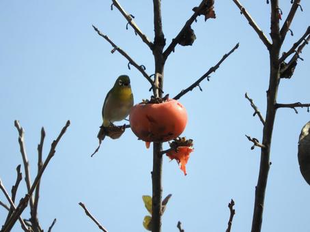 メジロ メジロ,柿,自然の写真素材