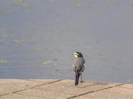 水辺のハクセキレイ 水辺のハクセキレイの写真