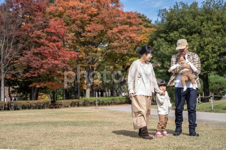 秋の公園で遊ぶ家族・ファミリー 家族,ファミリー,ピクニックの写真素材