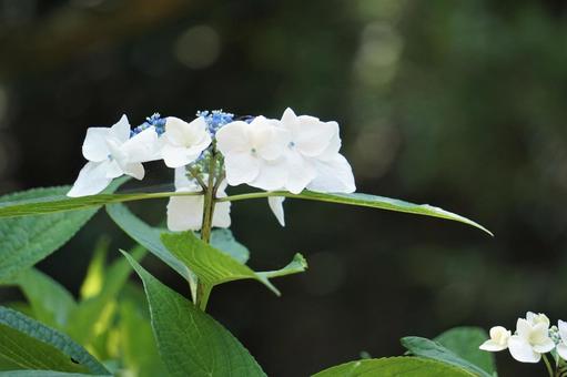 白い紫陽花 白い紫陽花の写真