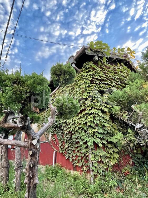 草木に覆われた古い家屋と空 001 草木,古い,空の写真素材