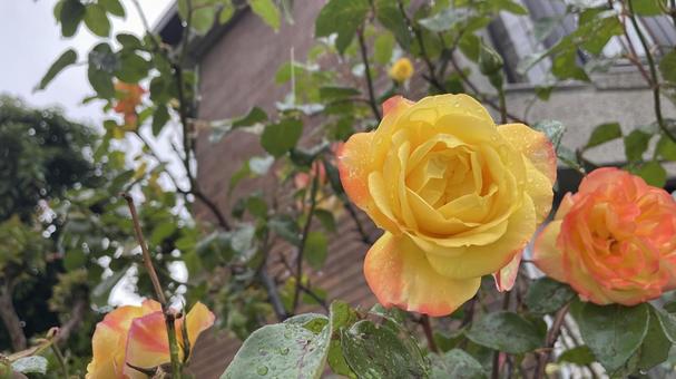 黄色い薔薇 黄色い薔薇の写真