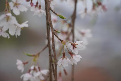 桜 桜の写真