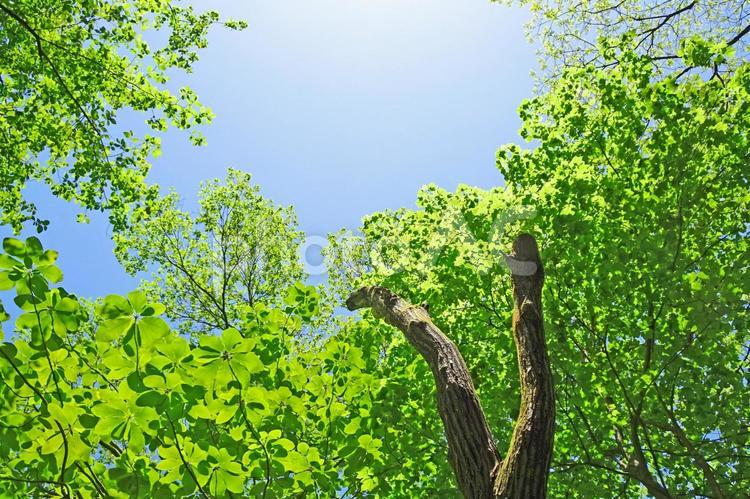 樹木と空 新緑,木漏れ日,青空の写真素材