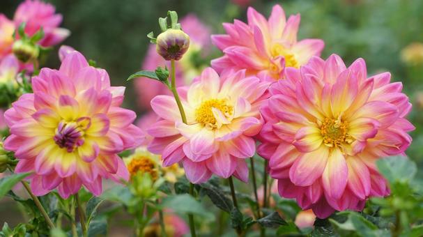 秋のダリア園-866 秋のダリア園-866 ダリア,ピンク,黄色の写真素材