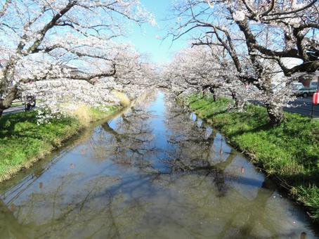 Photo, cherry blossom trees, cherry blossoms, spring, 